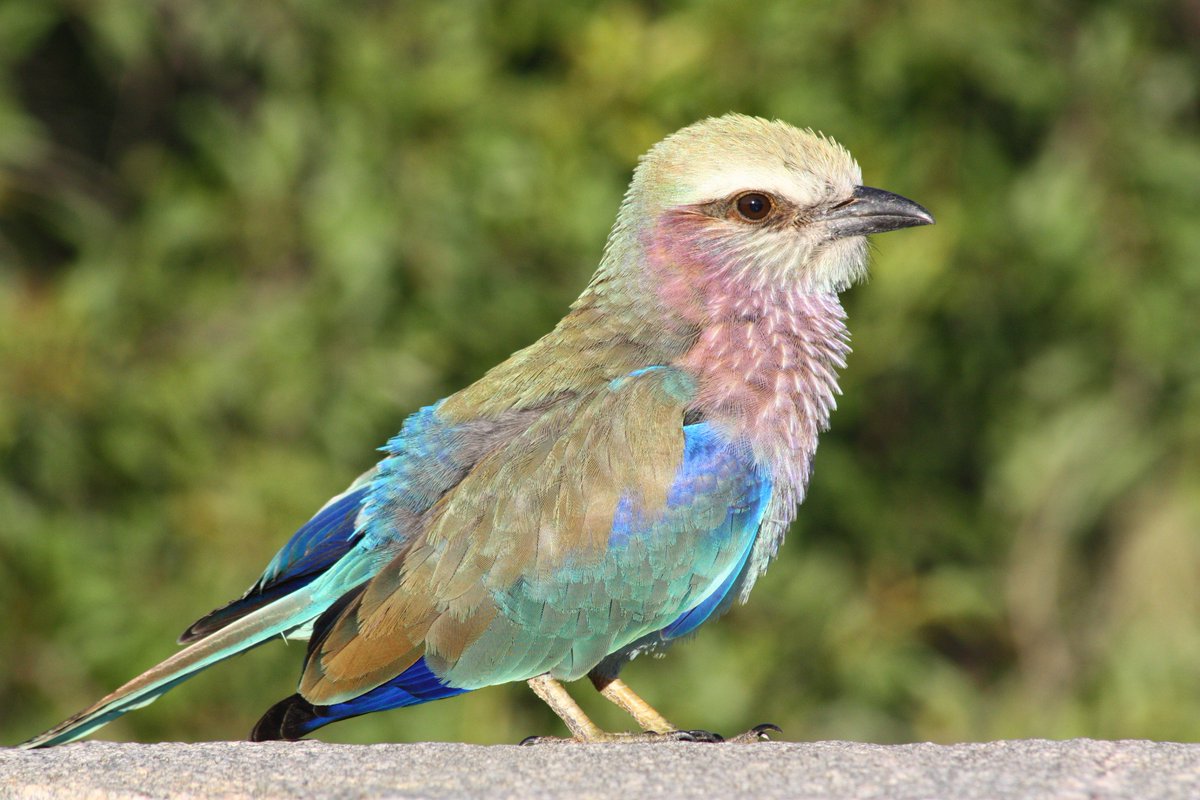 JogchumV's tweet image. Voor wie zou vinden dat hier te weinig vogels en dieren langskomen (en/of te veel slaapverwekkende juridische analyses en/of te veel dad jokes): mijn Instagram staat te uwer beschikking… ⬇️ 
instagram.com/jogchumvrielin…