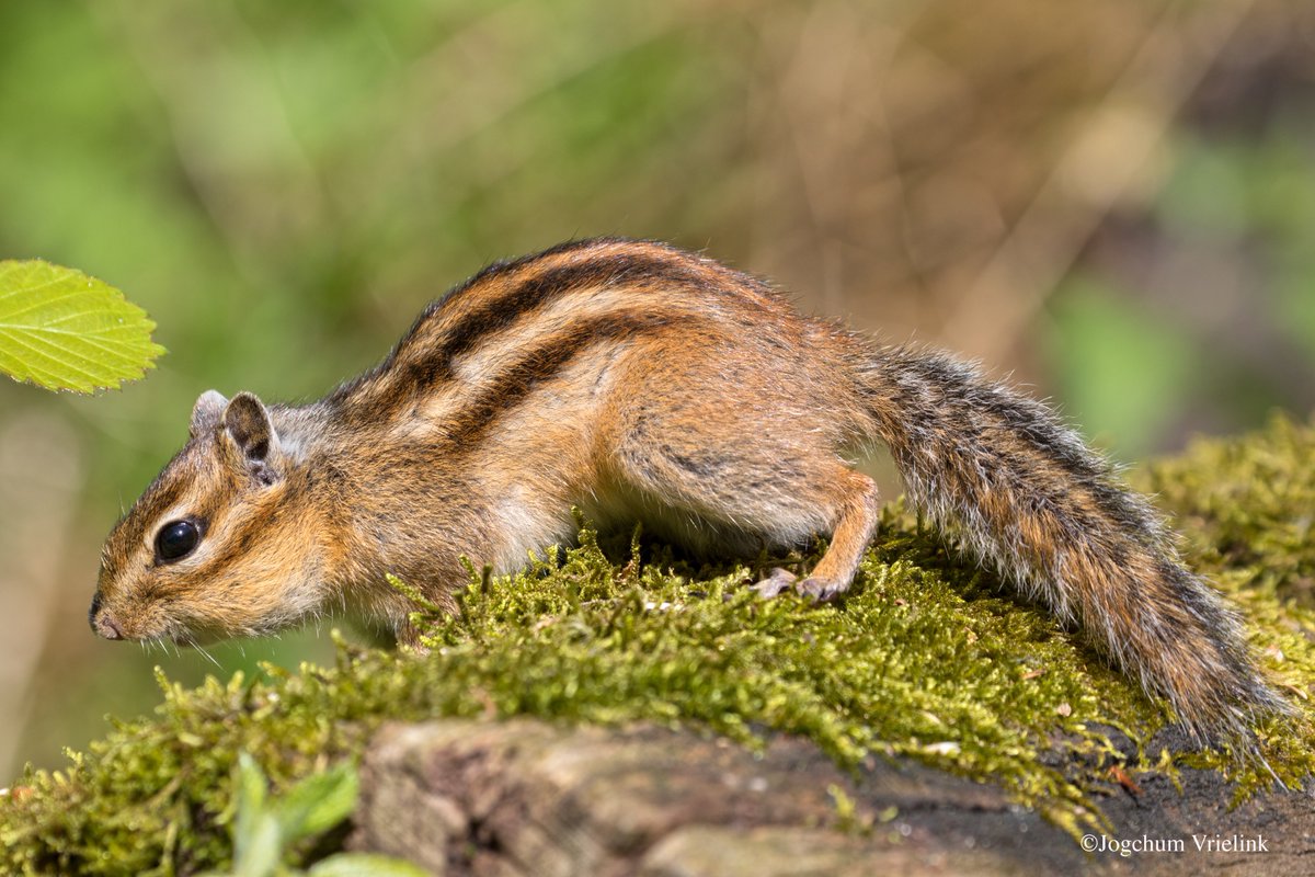 JogchumV's tweet image. Voor wie zou vinden dat hier te weinig vogels en dieren langskomen (en/of te veel slaapverwekkende juridische analyses en/of te veel dad jokes): mijn Instagram staat te uwer beschikking… ⬇️ 
instagram.com/jogchumvrielin…