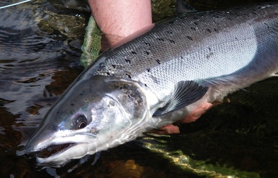 Angling Trust tweet media