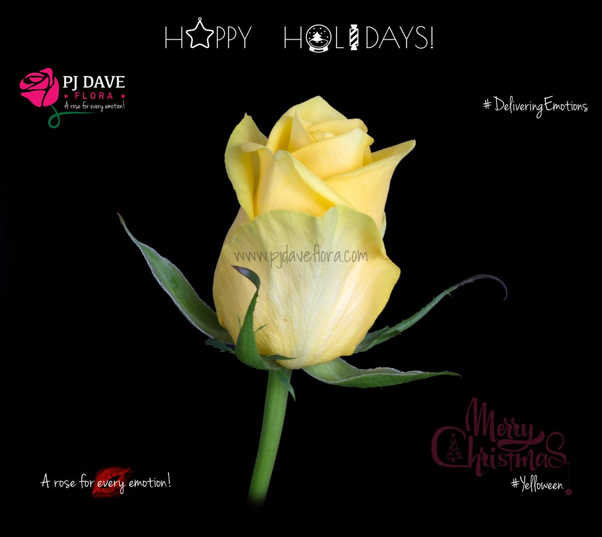 pjdaveflora's tweet photo. Name: Yelloween
Color: Yellow
Head Size: 5+cm
Category: Premium
Length: 40cm - 80 cm
Email us at sales@pjdaveflora.com to make your orders
https://t.co/wI56RpGVCy
#Yelloween #pjdaveflora #DeliveringEmotions #whiteroses #bigheadroses #KenyanRoses #QualityFlowers #florist #roses https://t.co/jXgny22z9l