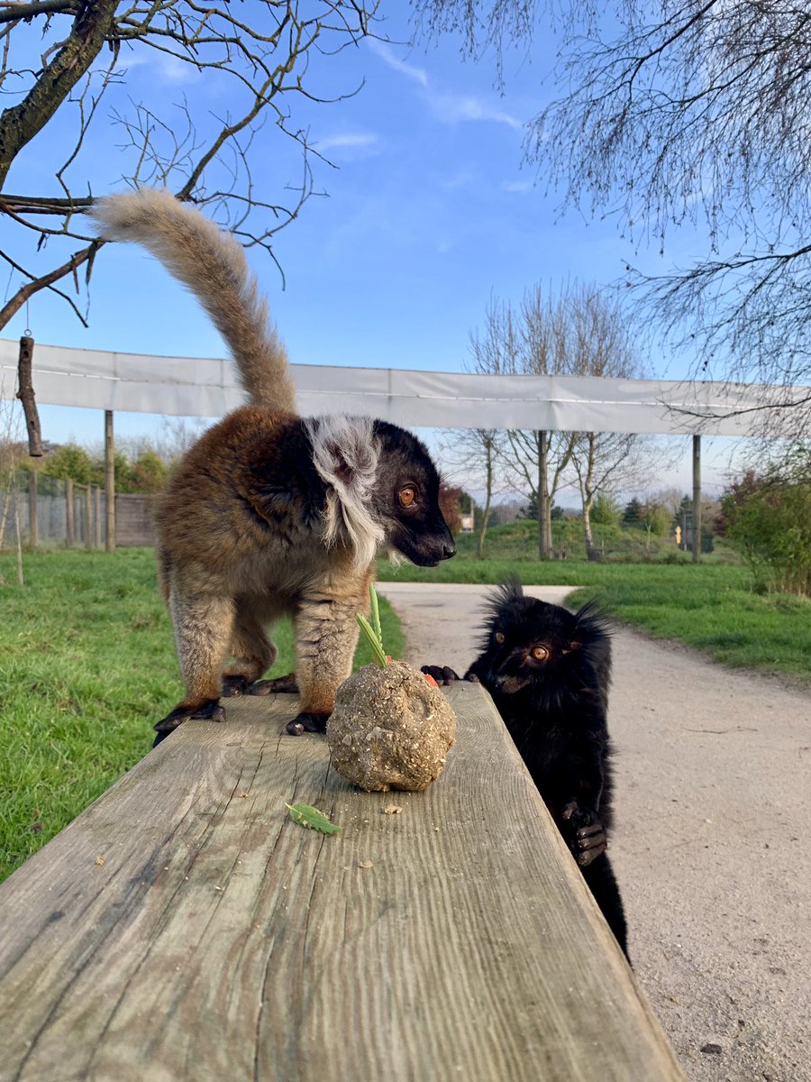 PeakWP's tweet photo. Don’t step any closer ziggy! 

#MyFinal5Words #MyPudding https://t.co/V3epnugGVN