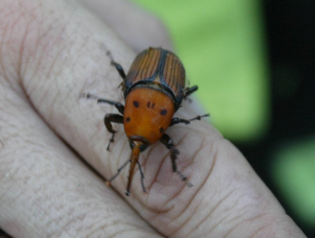 Environnement : les palmiers corses ne pourront pas être sauvés du charançon rouge - france3-regions.francetvinfo.fr/corse/haute-co…