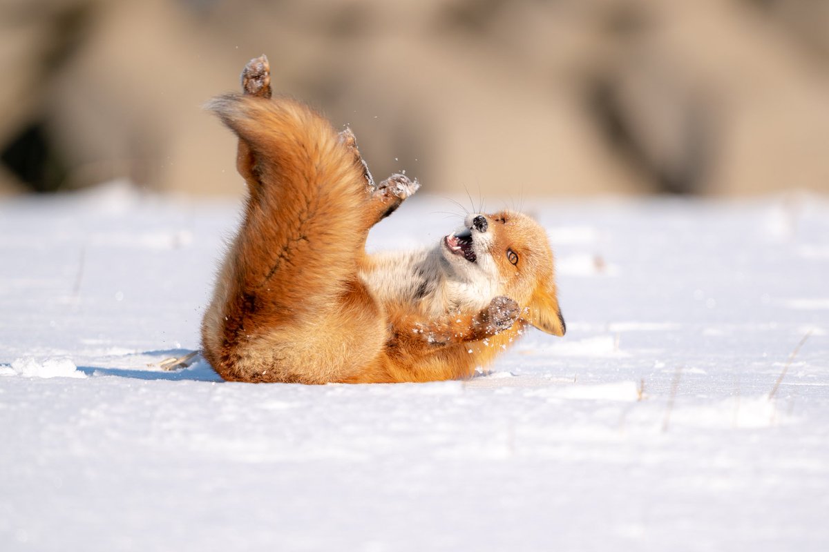 ヒーさん V Tvittere 走古丹の狐ちゃん 可愛いですね 雪の上に寝転んでじっと待機してたので こちらへの警戒解いて可愛い仕草をしてくれました Sel400f28gm きつね 走古丹