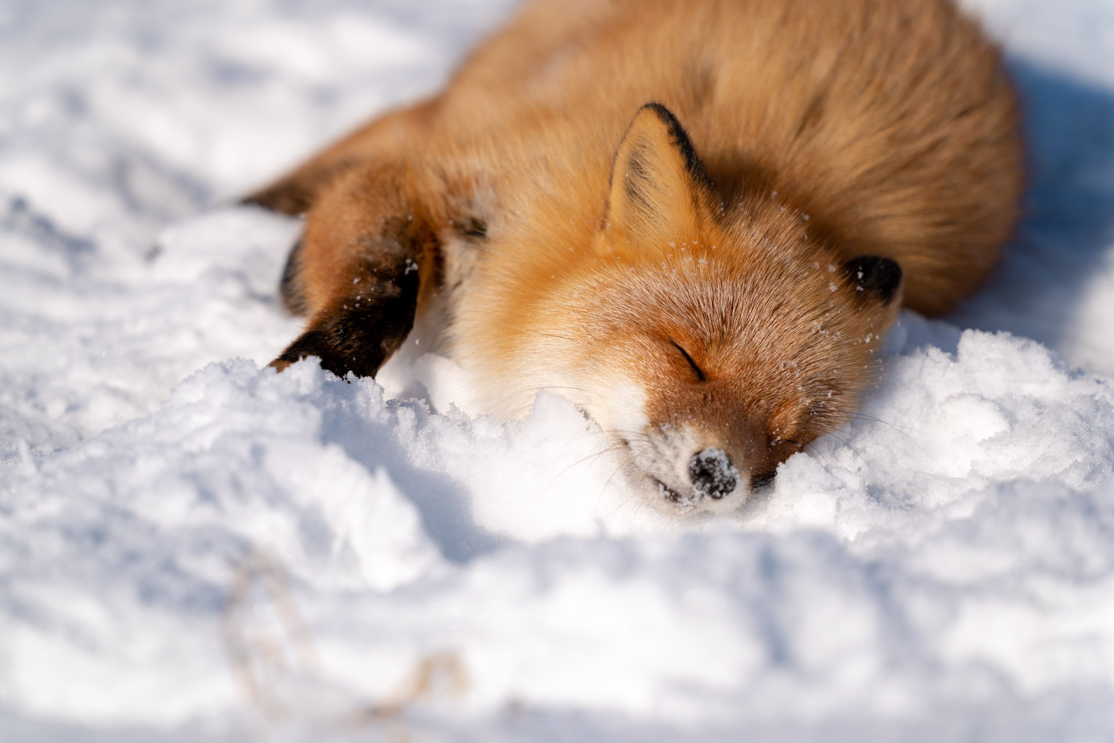 Twitter 上的 ヒーさん 走古丹の狐ちゃん 可愛いですね 雪の上に寝転んでじっと待機してたので こちらへの警戒解いて可愛い仕草をしてくれました Sel400f28gm きつね 走古丹 T Co Iasjlu7ovi Twitter