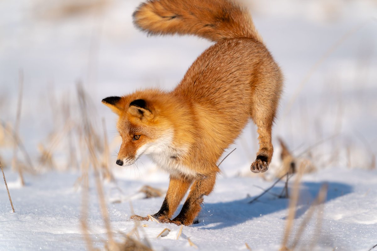 ヒーさん 走古丹の狐ちゃん 可愛いですね 雪の上に寝転んでじっと待機してたので こちらへの警戒解いて可愛い仕草をしてくれました Sel400f28gm きつね 走古丹 T Co Iasjlu7ovi Twitter ヒーさん 走古丹の狐ちゃん 可愛いですね 雪の上に寝転んでじっと待機してたので こちらへの警戒解いて可愛い仕草をしてくれました Sel400f28gm きつね 走古丹 T Co Iasjlu7ovi Twitter