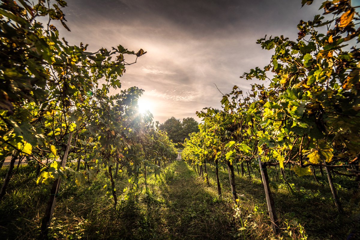 Raul Diaz tweet media