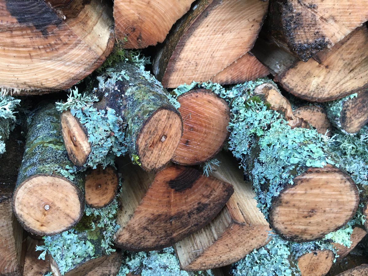 Miniature Worlds...
Liking the Lichen in the Logpile
#trickytosay & #natural #colour
💠💠💠