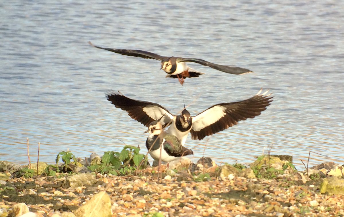 SHummerstone's tweet photo. One of my favourite birds the lapwing must be 40 birds at the gadwall hide @RSPBRyeMeads @GinaKitchenham https://t.co/kRxzF0K7Xd