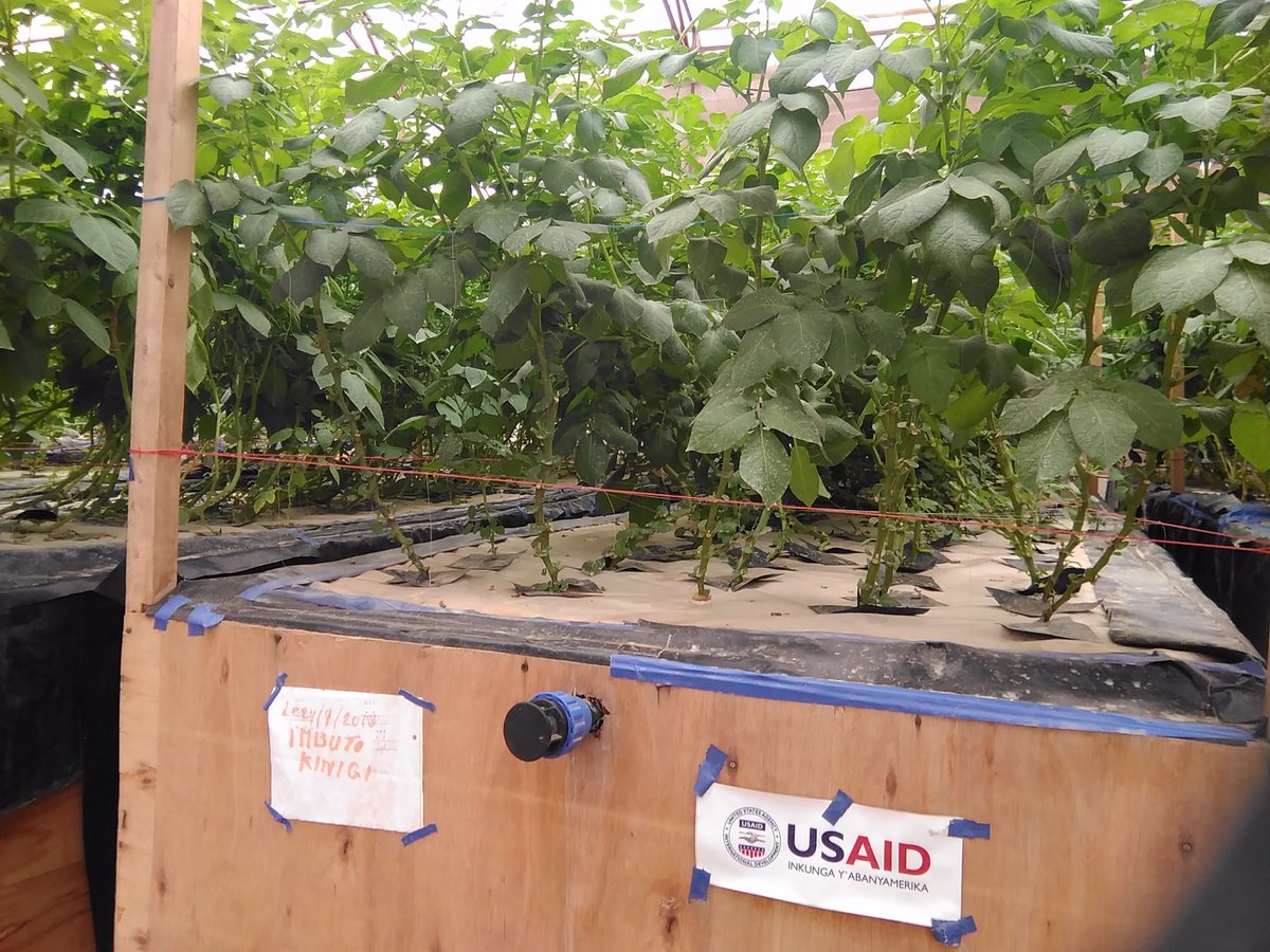 Now starts of harvesting Mini-tubers (seedPotato)in <a href="/spf_ikigega/">SPF-Ikigega</a> aeroponic greenhouse located at <a href="/BureraDistrict/">Burera District</a> build in partnership with @psdag_rwanda 
Thx <a href="/USAIDRwanda/">USAID Rwanda</a> <a href="/RwandaAgri/">Ministry of Agriculture & Animal Resources |Rwanda</a> <a href="/RwandaAgriBoard/">Rwanda Agriculture & Animal Resources Devpt Board</a>