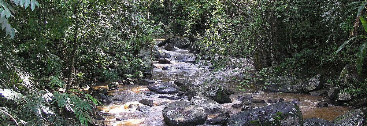 Amani nature sanctuary is a magnet to many birdwatchers, and hosts other threatened small antelopes, monkeys, and giant elephant-shrew. Explore Amani nature sanctuary with Flightlink  
Visit: flightlink.co.tz
#Flightlink #flightlinkaircharters #arusha #zanzibar