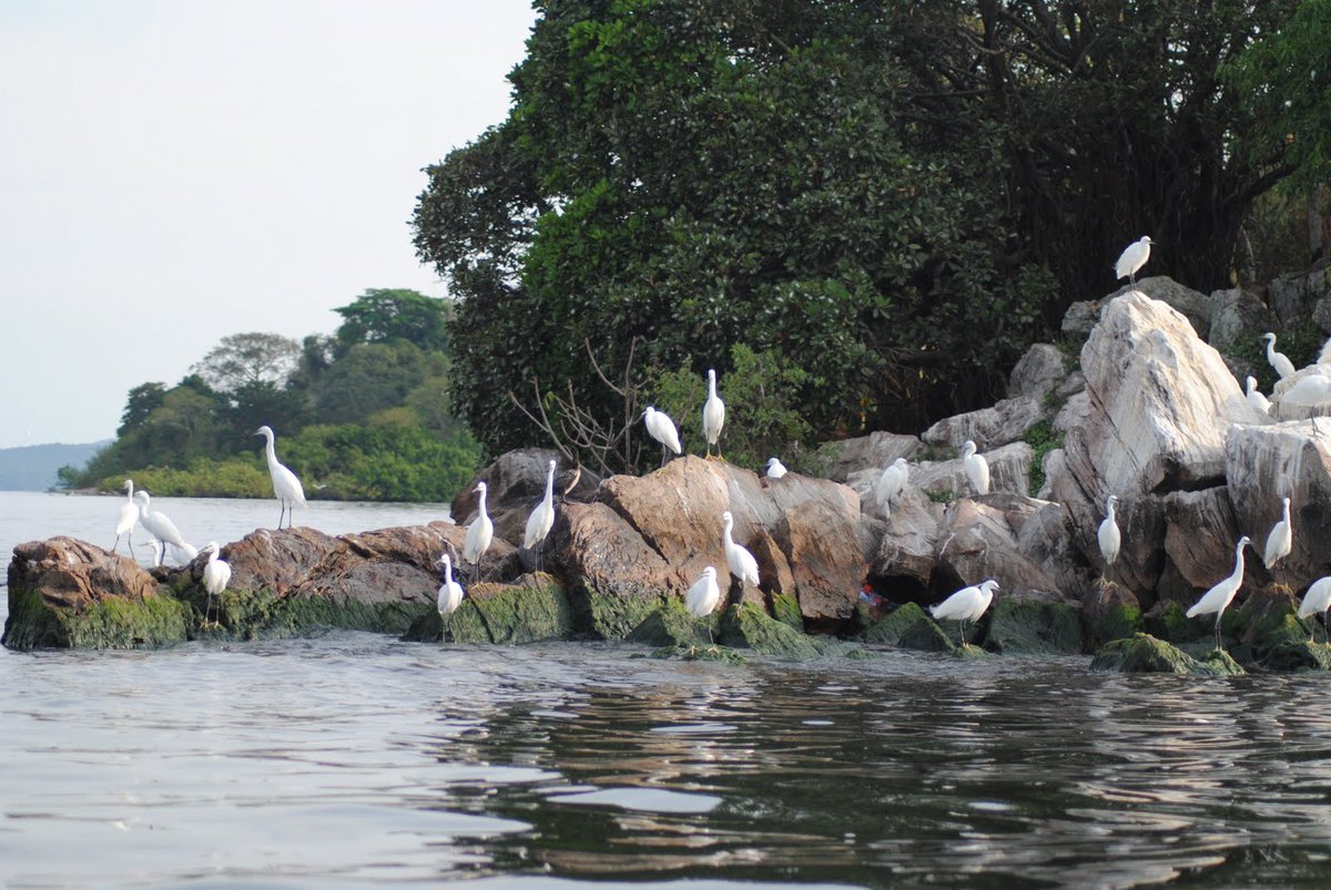 Rubondo National Park situated on an island, this little-visited park is set in the remote enclave of Lake Victoria and is an island measuring 240 sq km. Visit: http;//www.flightlink.co.tz