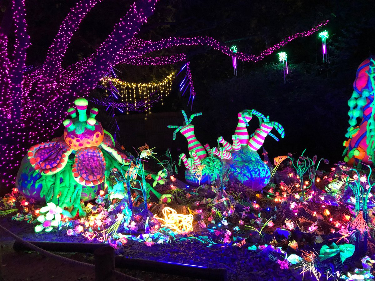 LeleBabyPhotos's tweet image. Zoo Lights were amazing last night! #HoustonZoo #ZooLights #Funners 😍😍😍