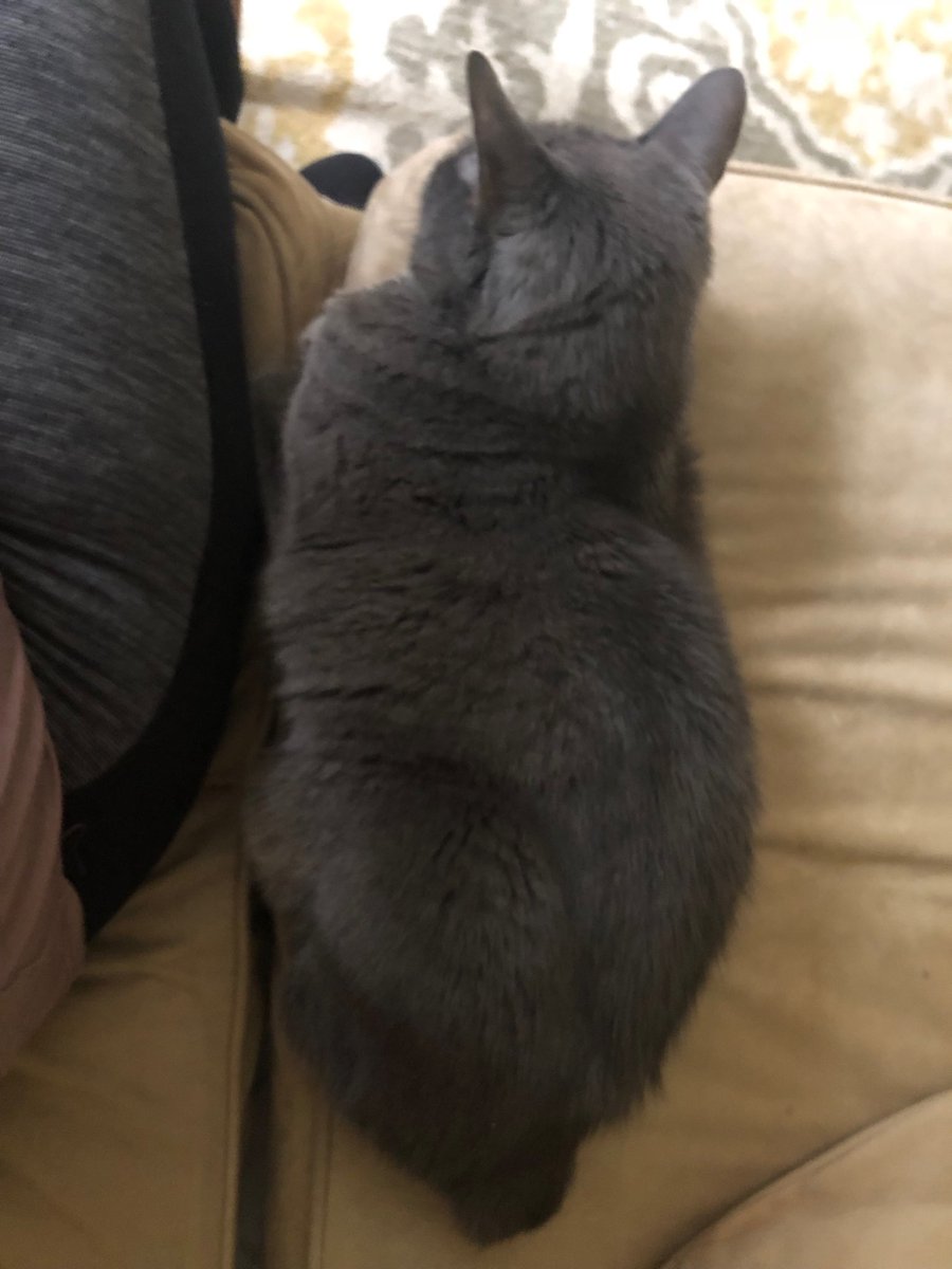 aspoon2000's tweet image. Minka is #crackcat