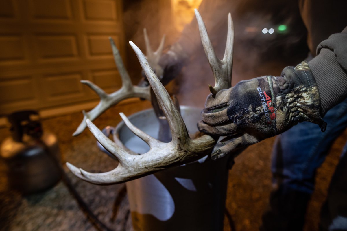 Big buck down but not enough money in the bank for a full mount? At home Euro it is. #bigdecisions