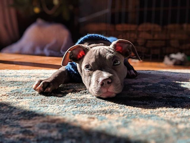 bradenworrell's tweet photo. "Waiting for lunch time." #foodmotivated #pitbullpuppy #vscocam https://t.co/6zQIXDSb85 https://t.co/363gssI4vX