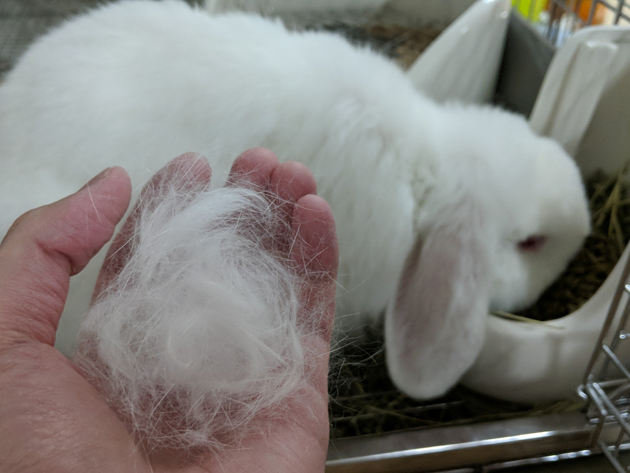 赤髪のとも うさぎさんを飼う上で一番大変なのが 匂いでも音でもなくて 毛 換毛気になると3回撫でただけでコレ T Co Lijs56toym Twitter