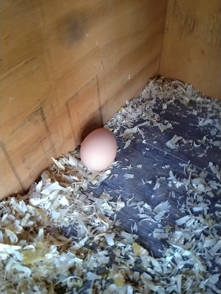 PhoenixRaine42's tweet photo. First egg! https://t.co/5to7CFmQIs