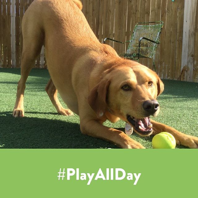 kNine2Five's tweet photo. Did somebody say PLAY?!🐾 #knine2five #dogsofinstagram #doggydaycare #doggrooming #tarponsprings #dogsoftampabay #dogsofflorida #dogboarding #dogsrule #happydogs #floridadogs #tarponspringsfl #puppers #doggos #allnatural #whorescuedwho #adoptdontshop … https://t.co/tGlzH3YgQM https://t.co/pMH9u7LgKx