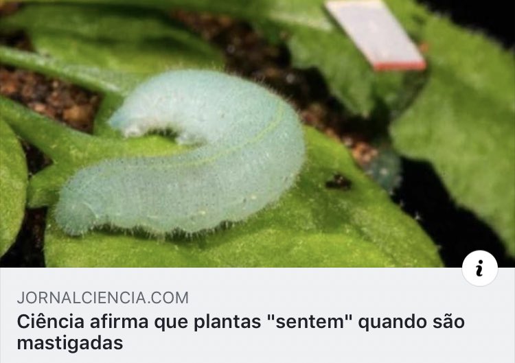 Matheus tweet media