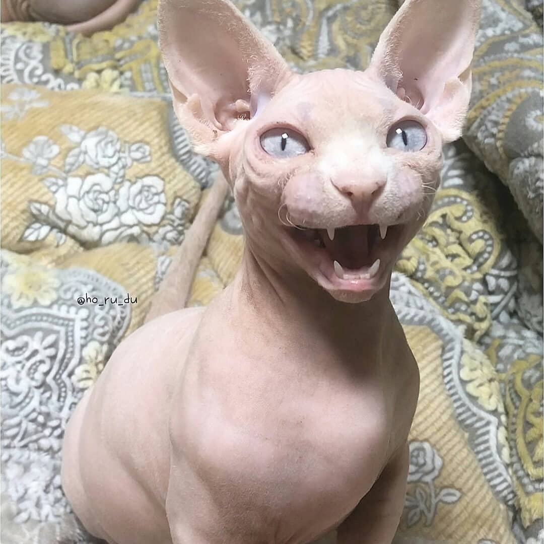 Twitter 上的 猫川猫太郎 スフィンクス猫ちゃんピンクで可愛いね T Co Ytstvqinq8 Twitter