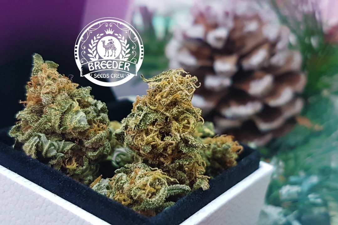 Breeder Seeds Crew tweet media