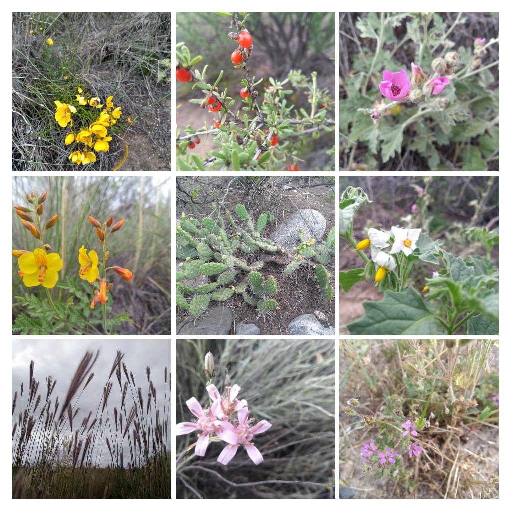 Flora Nativa 
#Ayni
#Organic
<a href="/chakanawines/">Chakana Wines</a>