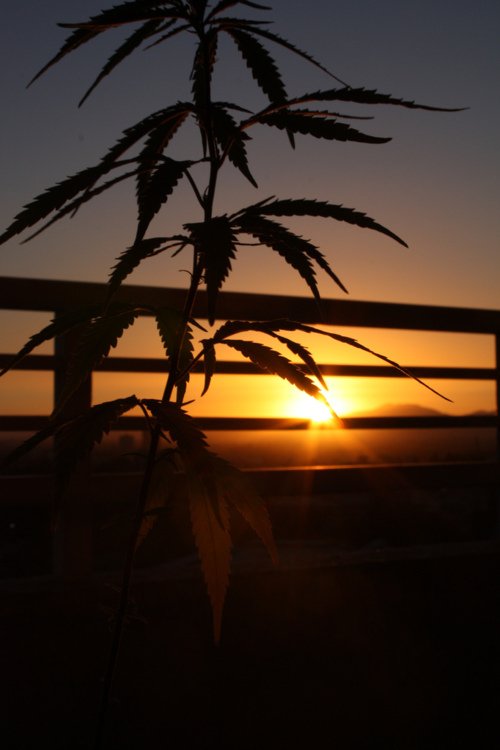 Kunzitoons's tweet image. Good morning #WakenBake Sunshine's🌞Wishing all a merry #humpday. Cheers💕
#PPP #WednesdayWisdom 
@OneFallenAngelM 
@onestopmshop 
@PaulaSt53655441 
@weedpalace11 
@TricomitoS 
@Pastabowl2 
@smittydm 
@nuTTTz_ 
@StephaniedeJag3 
@Dab5_at420 
@Jennife14860185