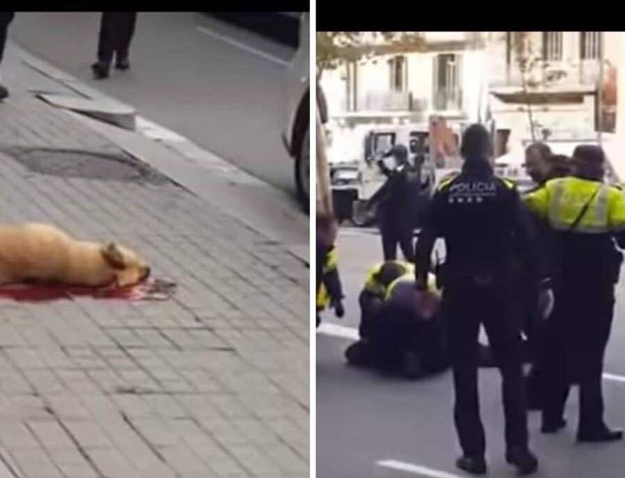 El dueño sólo estaba vendiendo pulseras en la puerta de un hotel, vino la guardia urbana (5 coches patrulla)porque los del hotel habían decidido q les molestaba. Su perro, su única compañía solo ladraba para defenderle y le han matado💔 Esto NO puede quedar así. #JusticiaParaSota