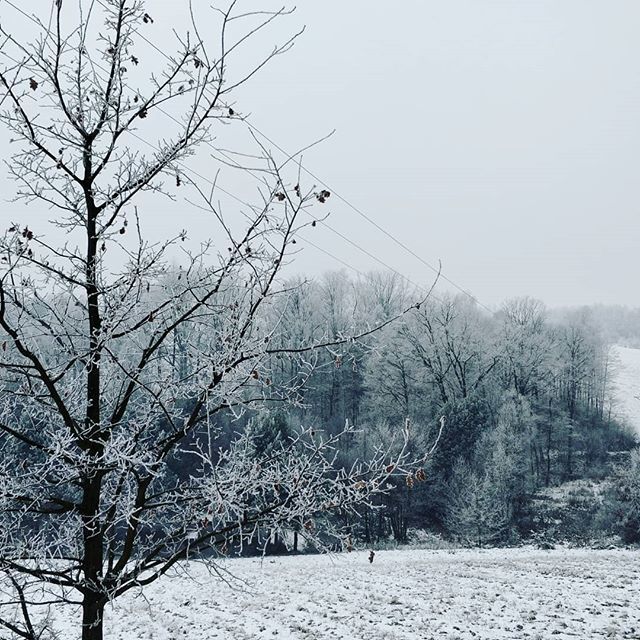 vudin's tweet photo. Frozen. #winter #ice #frozentrees #poland #polska #malopolska #ilovewinter #ilovepoland #christmasiscoming https://t.co/Ao6NmVFEdH https://t.co/Zwo7kC5pfy