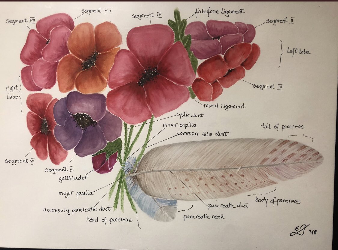 iamritu's tweet photo. #pancreas feather &amp; #liver segments 🌸 🌺 Emilia Danciu  H/T @jorgeobandomd #anatomically #correct #Art https://t.co/wfY6AoUUrj
