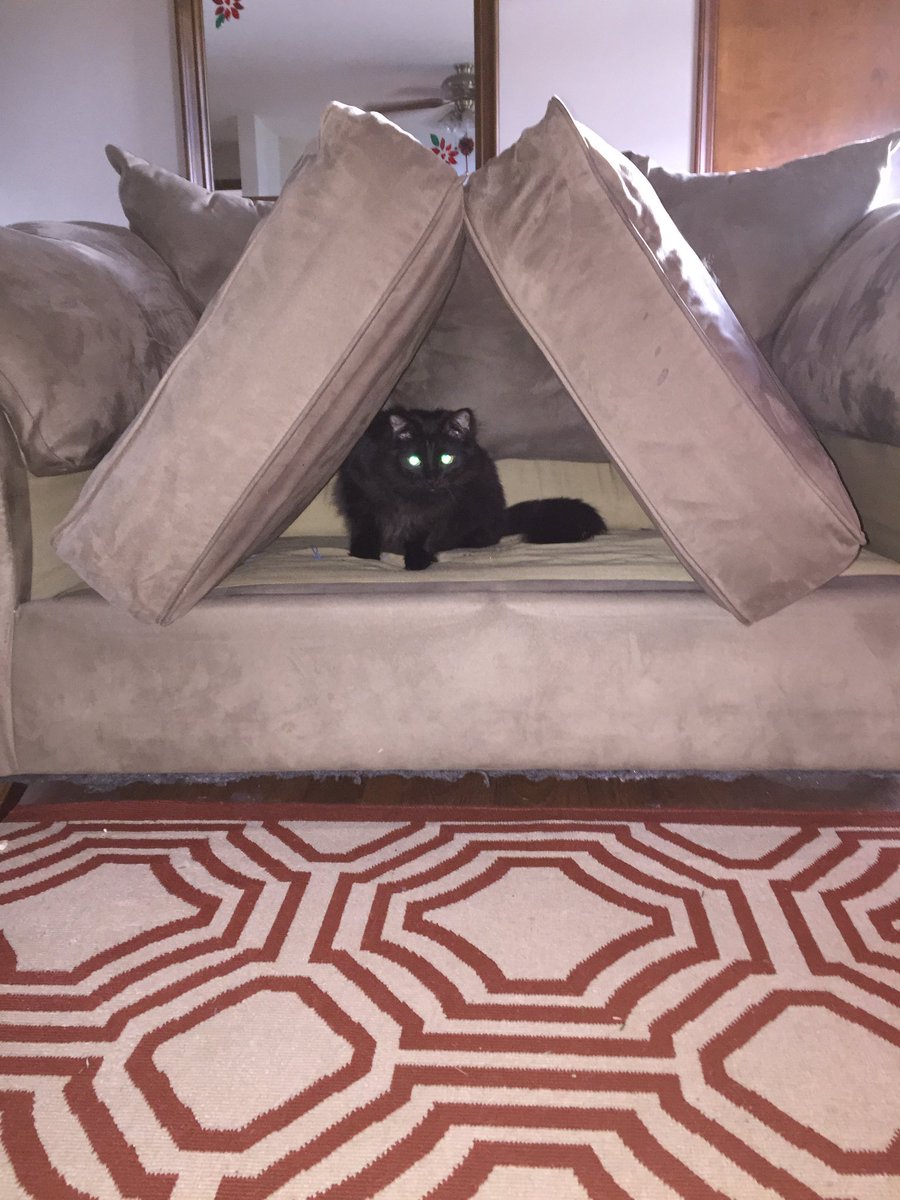 Waffle Daddy On Twitter Asked Mom Why The Cat Keeps Trying To
