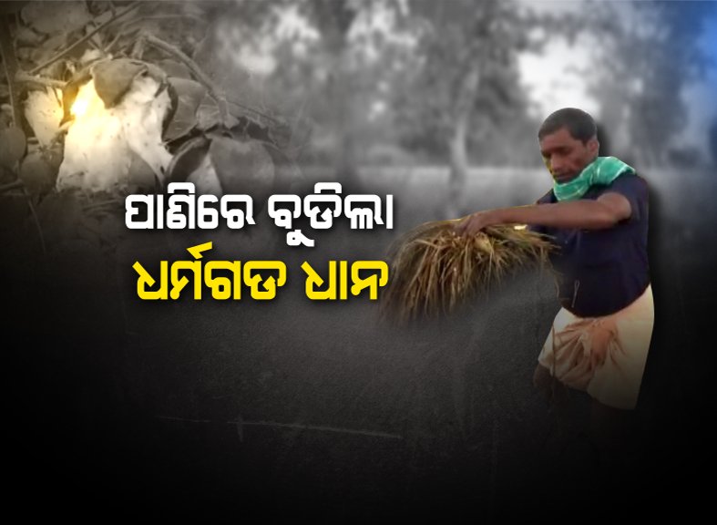 kanak_news's tweet photo. ବର୍ଷ ଯାକର ପରିଶ୍ରମରେ ପଶିଗଲା ପାଣି ! ବୁଡିଗଲା ଧାନ କ୍ଷେତ ଓ କପା କିଆରି, ଚାଷୀ ମୁଣ୍ଡରେ ଚଡକ । https://t.co/XGYEpYAPG4 #CyclonePethai https://t.co/hGTFUIboGO