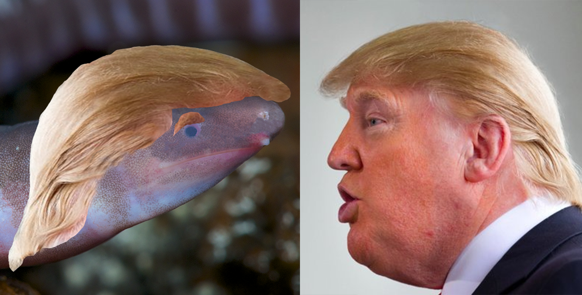 RainforestUK's tweet photo. Global coverage of the #DonaldTrumpi story. @ENVIROBUILDcom bought the naming rights for a blind amphibian at a @RainforestTrust auction & named it after #DonaldTrump in response to his #climatechange policies. Help save the climate by saving rainforests: https://t.co/d6qw6aL1el https://t.co/IlRbL9NE7b