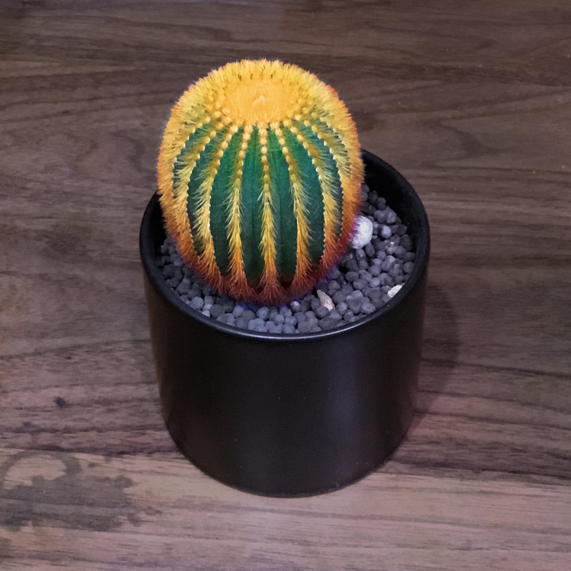 ユーベルマニア エリオカクトイデス 実生接