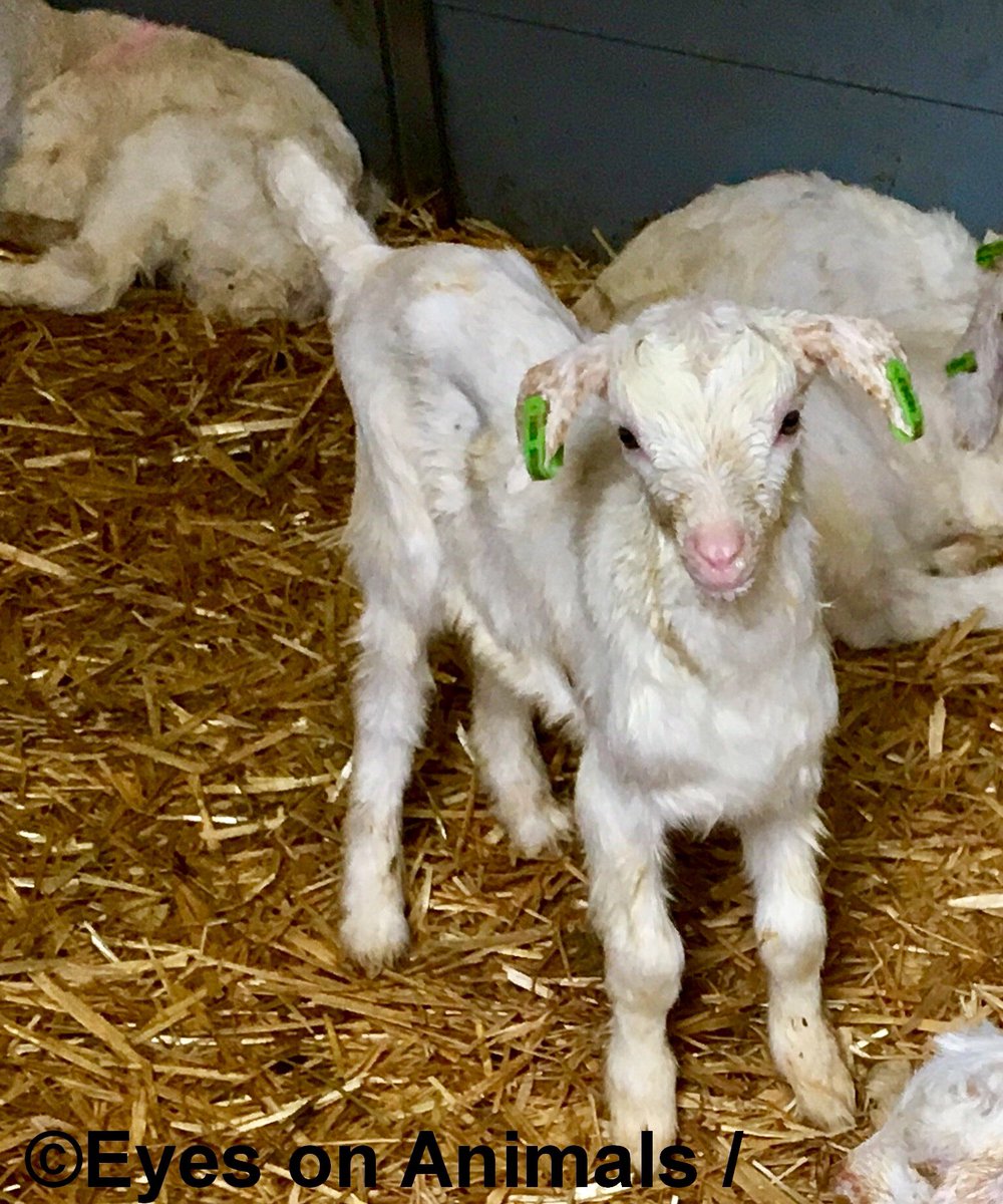 Om óp te eten?????
Dacht het niet! 
#Kerstdiernee