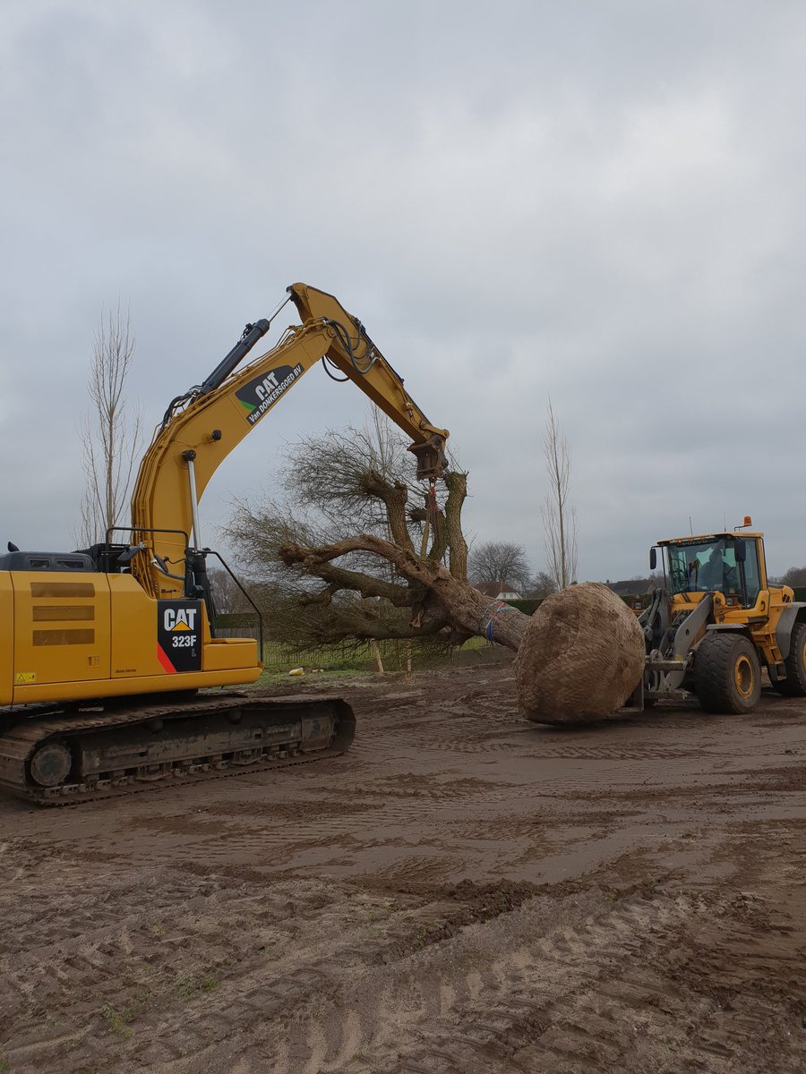 Salix tortuosa planten bij een particulier, wat een joekel!