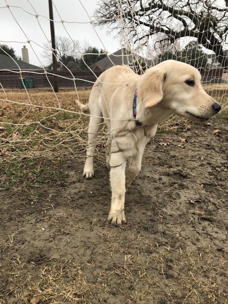 Ariathegoddess's tweet photo. Introducing Delilah!! She’s a goof! https://t.co/davPwtP0em