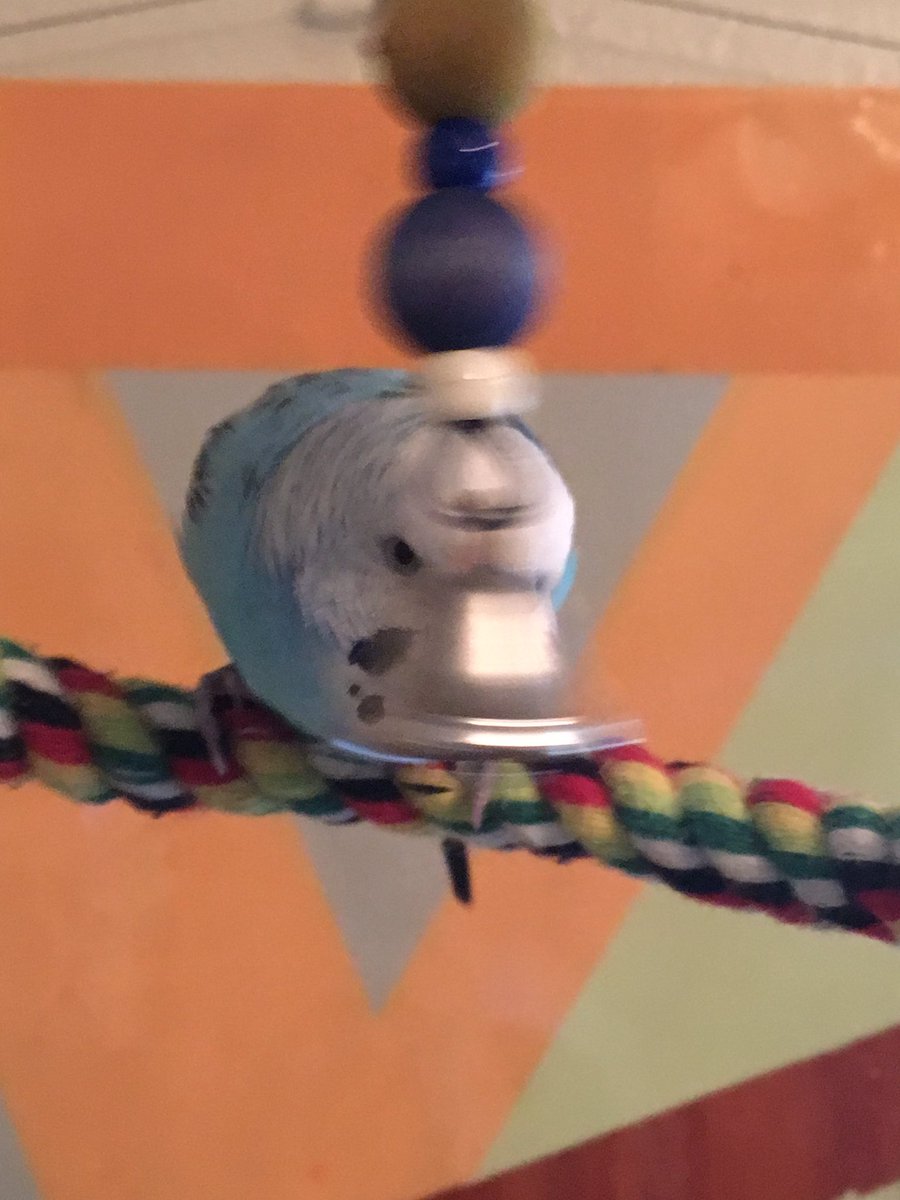 PacoBudgie's tweet image. This morning is all about this bell right here #bell #parakeet #iamloud