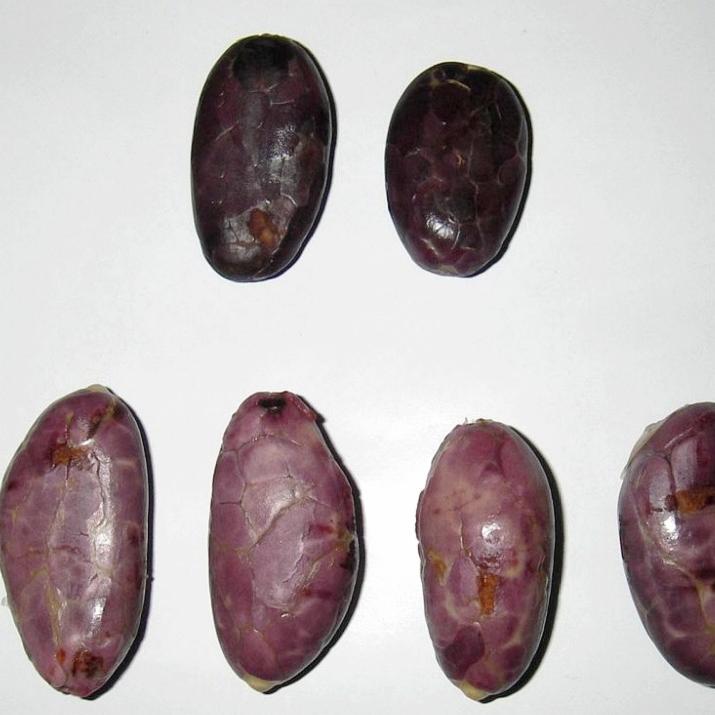 Cirad's tweet image. #opensourceseed 🌱🧬

What if the concept of #opensource was applied to seeds and genetic sequences data?
This new issue of Perspective presents practical experience and future strategies

👉🏽 bit.ly/2LuW3AU