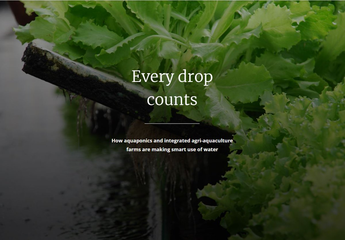 aquaponics farm oman - aquaponic