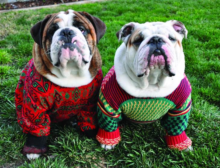 School's out in #Bradford!!! 
Aww,  #bulldogs wearing #Christmas jumpers 🐾💞 Who's coming down to our Christmas jumper party this Friday, 7.30-10pm? Put your best/worst Christmas jumper on; you could be in for winning a #prize! 🎁👍 #bradford #leeds @visitBradford #schollsout