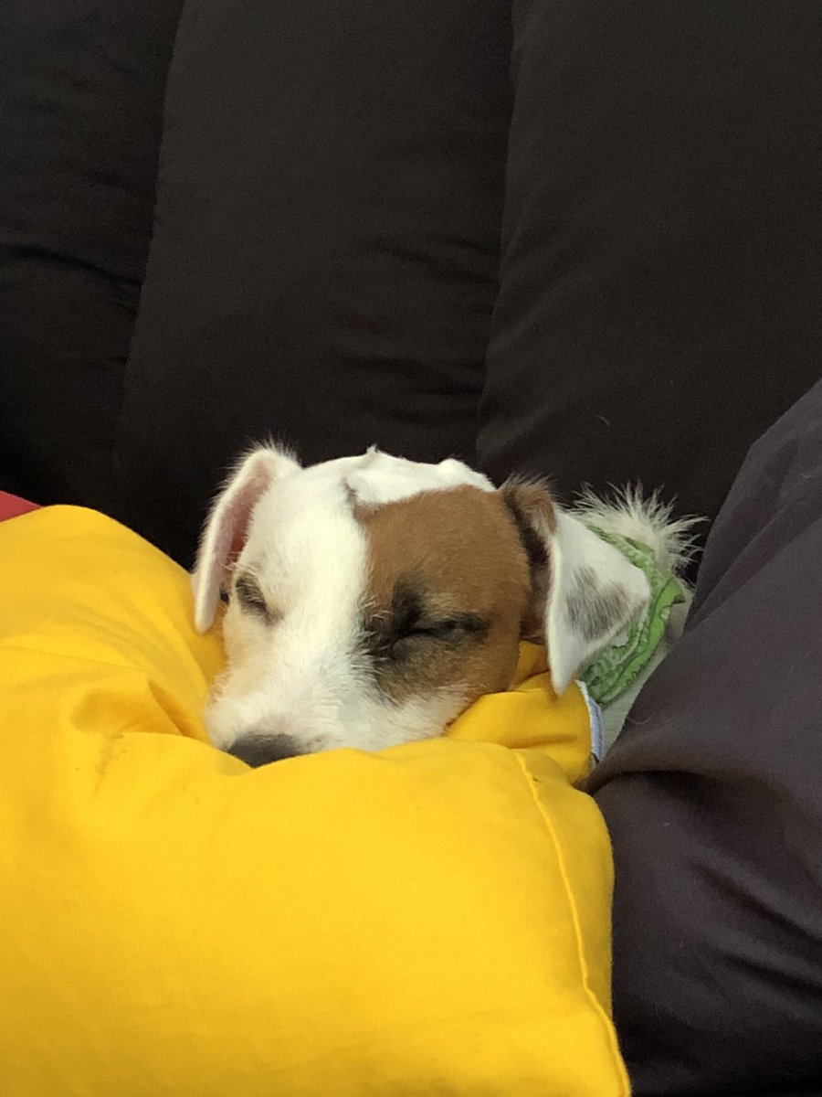 AtilaMigliari's tweet photo. Soneca pós almoço, no ar condicionado! Vidinha mais ou menos desse #peppe! #jackrussell #itdog #riodejaneiro #pet #verao2019 https://t.co/aZSr8kwbSV