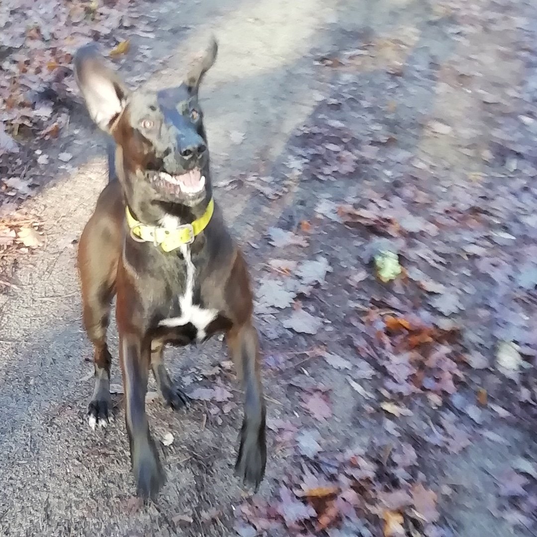 BooksWhen's tweet image. #crazydoggo