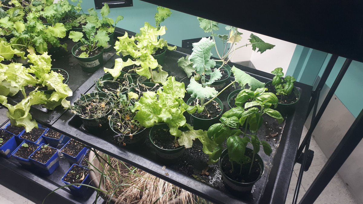 David_Noonan2's tweet photo. @OCDSB @HawksHillcrest Hillcrest High School Environmental Science Course, growing plants in the classroom for sustainable growth observations! https://t.co/547K5xuyLO