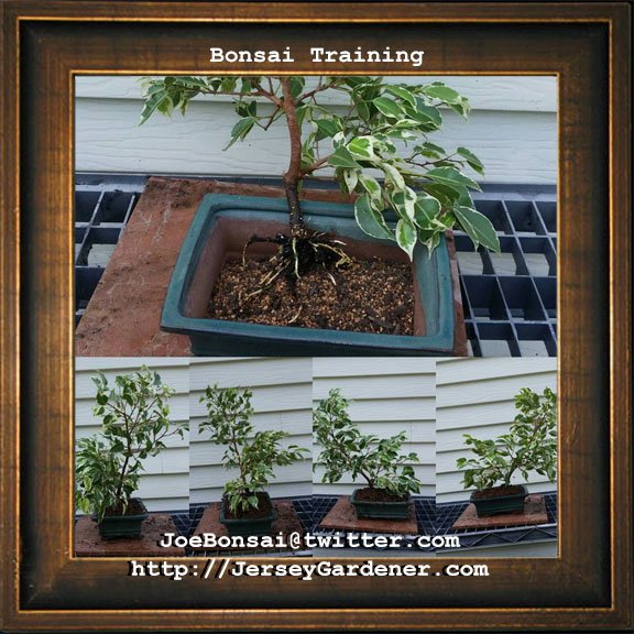 JoeBonsai's tweet photo. Next step #BonsaiTraining potting up the new #ficus #bonsai. #bonsaitree #BonsaiTips #bonsaiArt https://t.co/LvjLc3byl4
