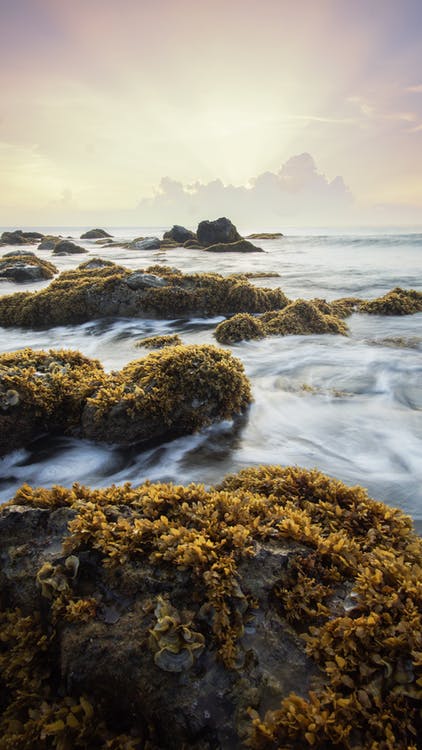 MyGramsOfficial's tweet photo. Know your food! Even if you don’t eat nori, you’re still enjoying some seaweed in your daily food. Carrageenan is commonly used as a thickening and emulsifying agent in dairy and non-dairy products, such as chocolate milk, cheese, ice cream and cottage cheese
#Mygrams #Fitness https://t.co/NHKPXP2BZG