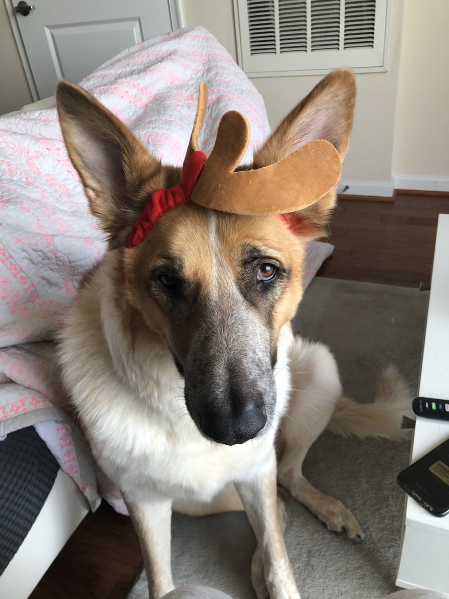 goodboywilson's tweet photo. @barkbox #MaxForGood #TheGrinch https://t.co/Bp75VD8jKh