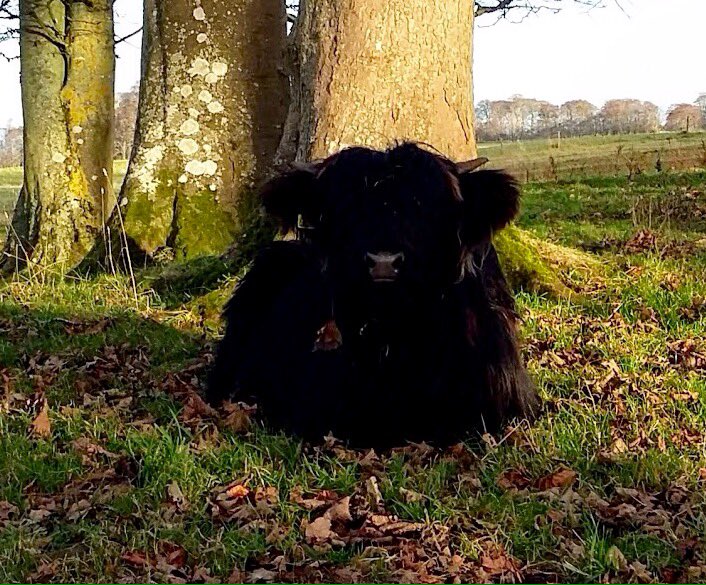 cloudymamma's tweet photo. This black cuddly teddy bear is a young Highland cow, basking in the Winter sun today near Inverness. @StormHourMark @EarthandClouds @natureuk @Britnatureguide @Scotland @BBCScotWeather @ScotsMagazine @metoffice #loveukweather #19thDec #Highlanders #cattle #Scotland #sunshine https://t.co/XDndC3S6pJ