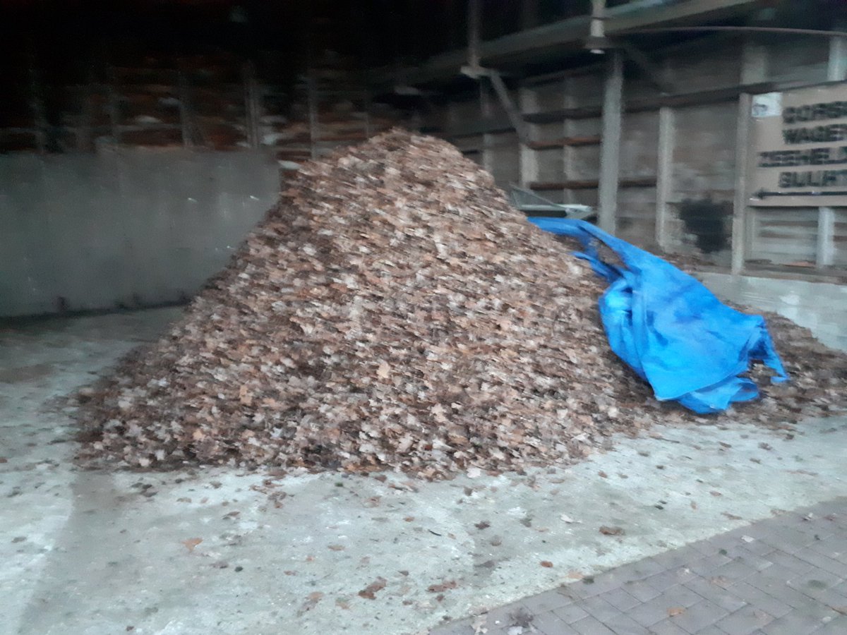 PeterDruijff's tweet photo. Het is heel mooi al die bomen/wallen om ons bedrijf heen, maar wat een blad 😨😨
Oplossing gevonden, weer een voorbeeld van #kringloopboer
Onze buurman wil het graag ophalen #boxbedekking onder zijn koeien 🐄🐄 https://t.co/rSvtIVTwdD