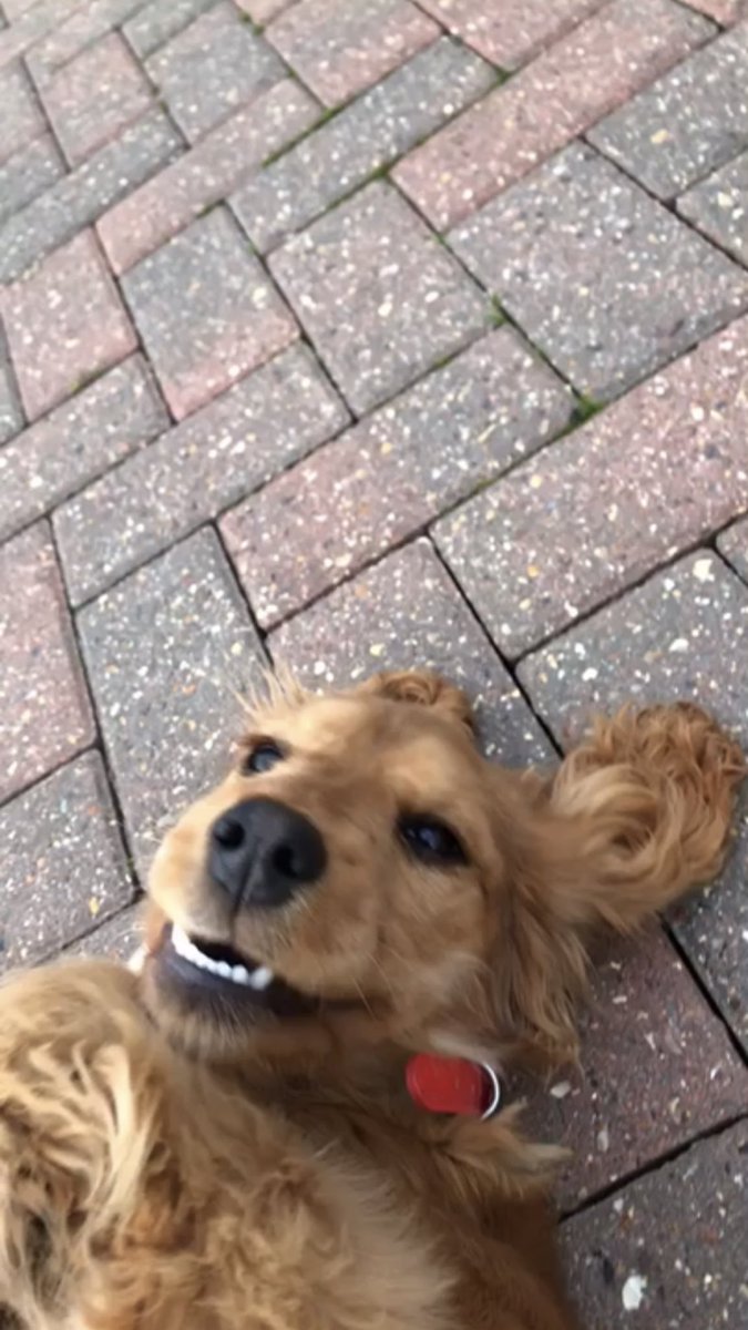 Please all help me find my beautiful golden cocker spaniel who has a red collar and went miss 17/12/2018 I live east Angila (Cb4) and all I wish is to see her before Christmas as it won’t be the same without her I miss my penny pop so much please help💙